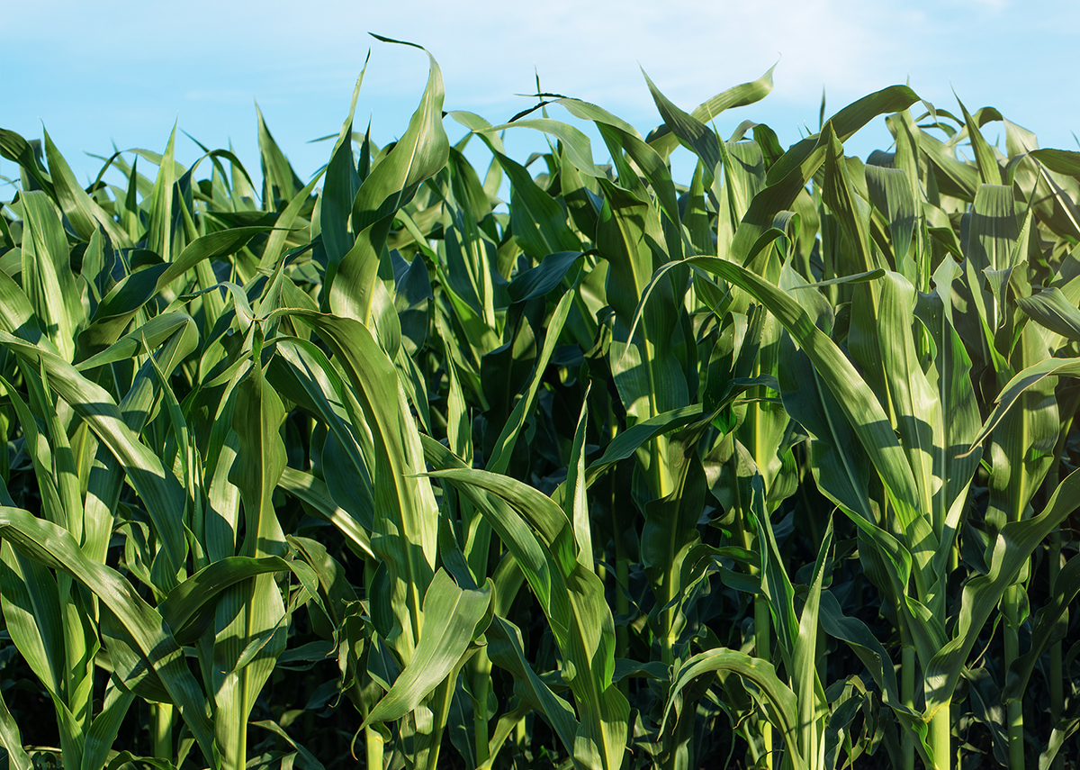 Corn