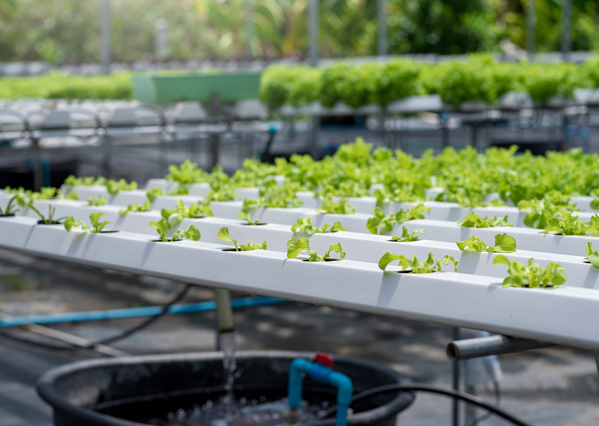 Hydroponic Cultivation