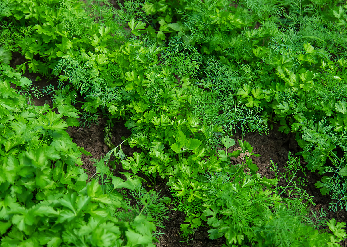 Parsley