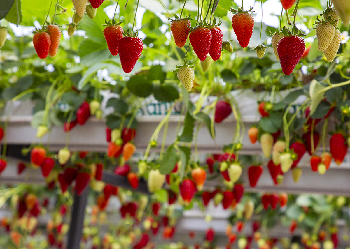 Strawberry