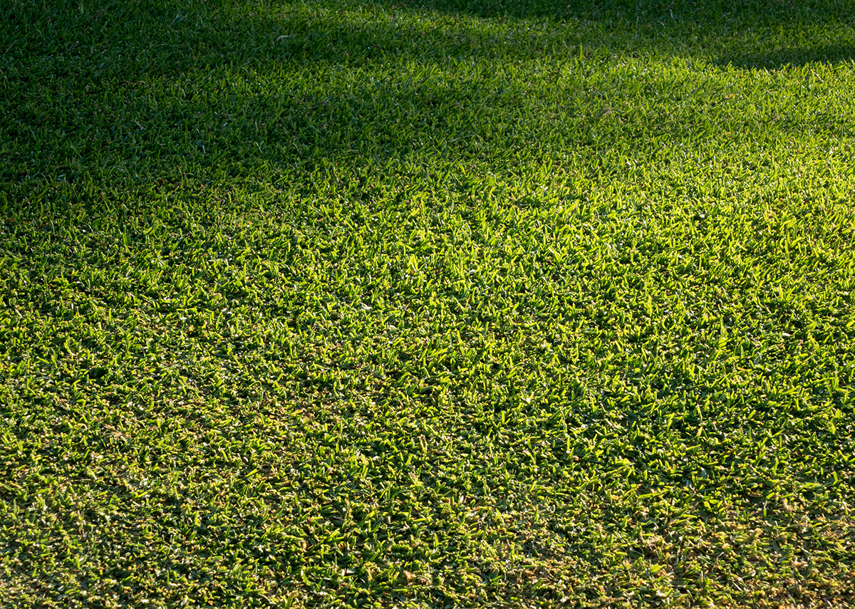 Turfgrass